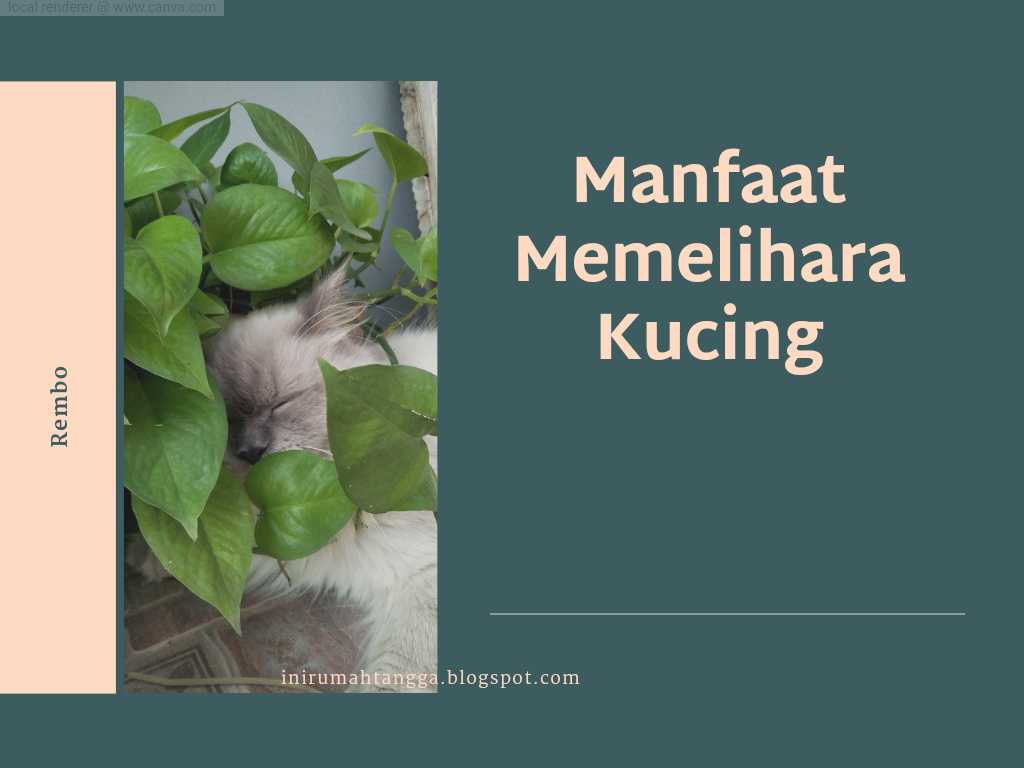 Manfaat memelihara anabul