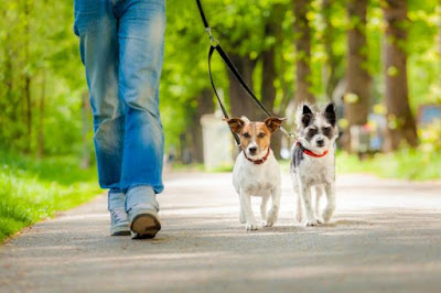 perro-pasear-correa-educar