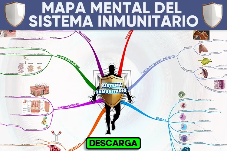 Mapa Mental del Sistema Inmunológico: Una Guía Visual para Entender tu Defensa Natural