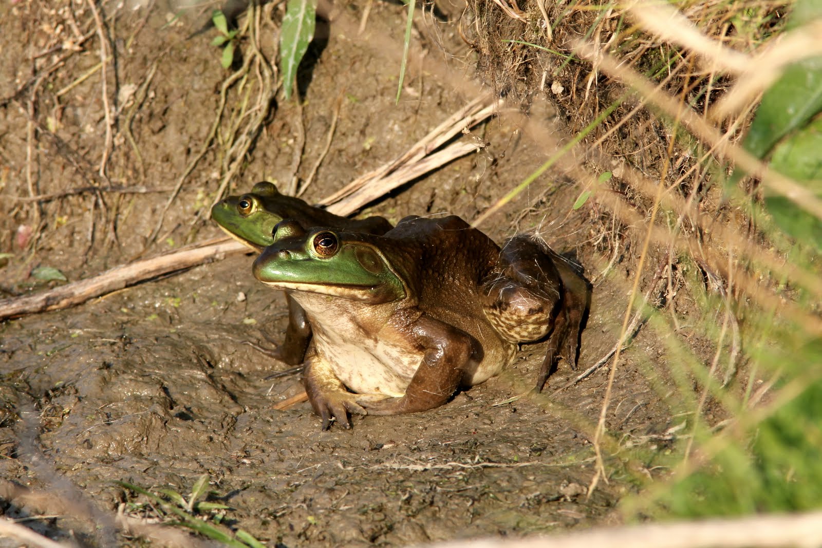 Burg Birder: A Lot of Bull..Frogs