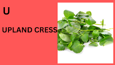 Upland Cress.