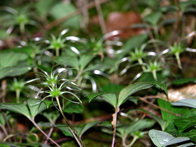 Clematis japonica