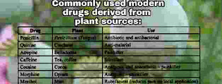 Commonly used modern drugs derived from plant sources:  DRUG                        PLANT SOURCE                                   USE