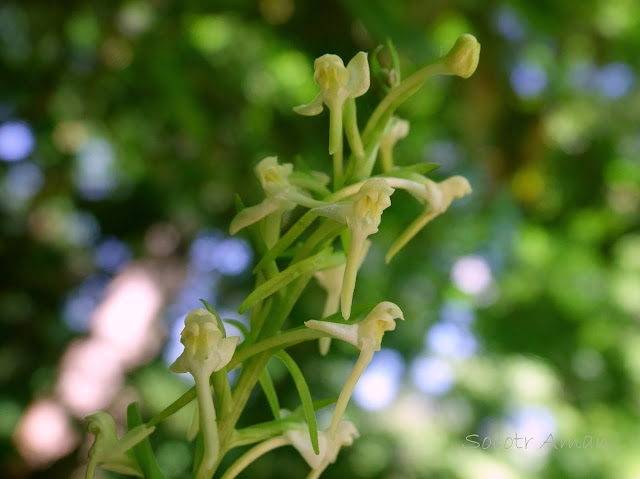 Platanthera japonica