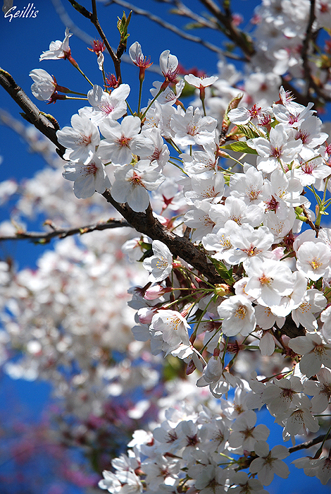 immagini fiori di ciliegio giapponese - Fiori Di Ciliegio Giapponese Immagini gratis su Pixabay