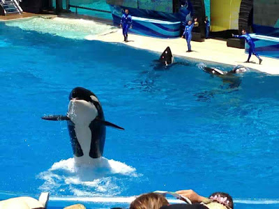 Shamu the Killer Whale