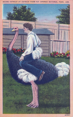 Man riding an ostrich