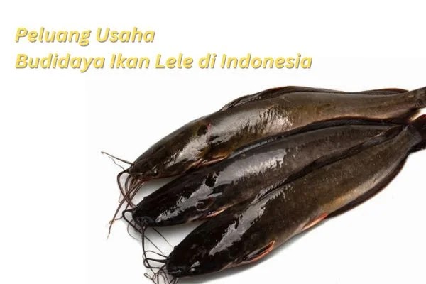 Potensi Usaha Budidaya Ikan Lele