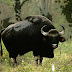 Indian Gaur(Indian bison)◽◼