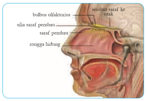 Gambar Anatomi hidung manusia