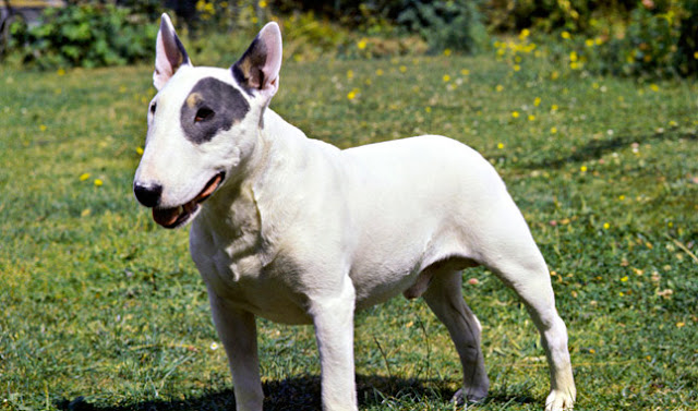 bull-terrier-dog