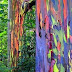 Rainbow Eucalyptus