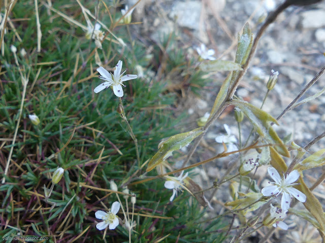 17: little white flowers