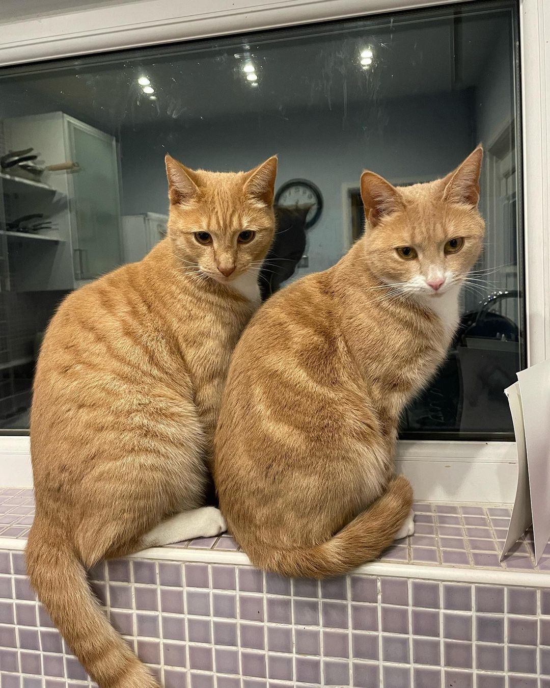 Harry and Norman, twin cats in Manchester, UK
