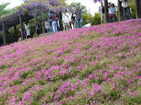 芝桜と藤棚