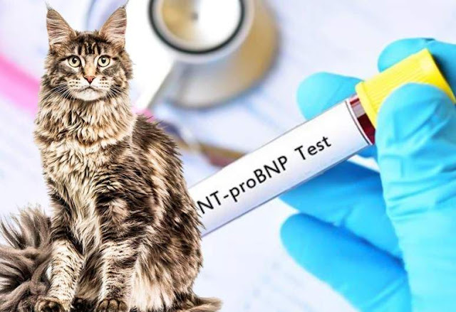 Blood test to check for HCM in Maine Coon