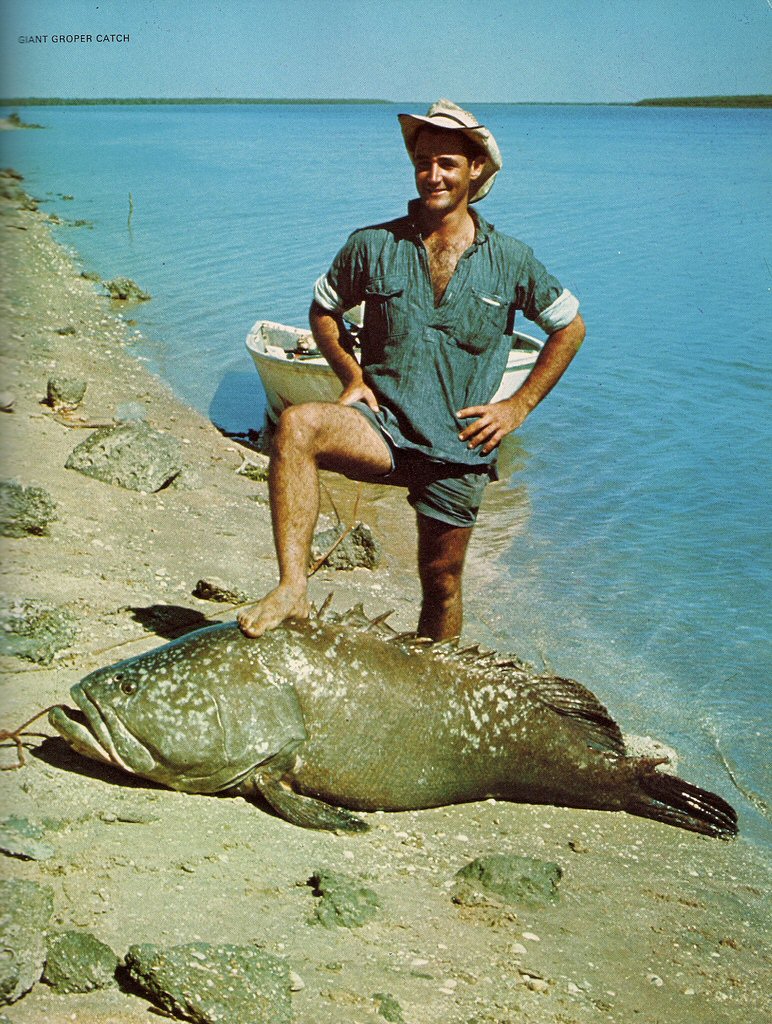 Giant Grouper