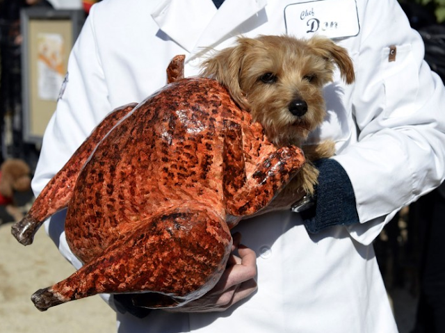 Tompkins Square Halloween Dog Parade