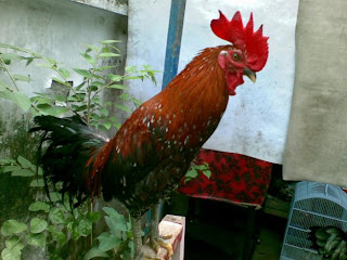 Ayam Pelung Cianjur