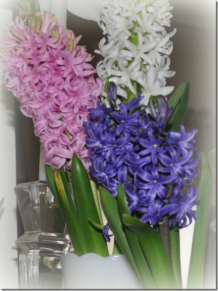 Hyacinths-blooming-now