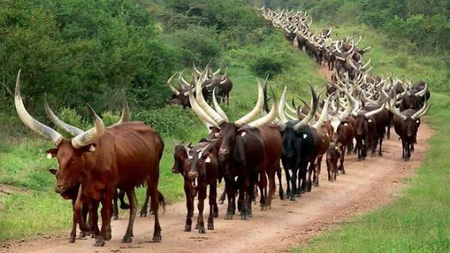 Igbo group: Cattle movement ban harmless