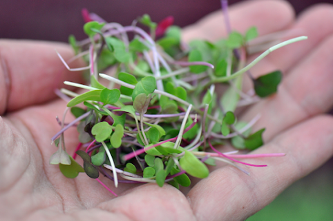 Microgreens