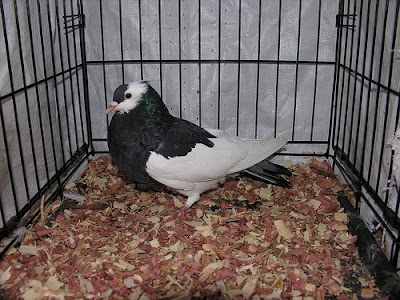 Bohemian Pouter Pigeon