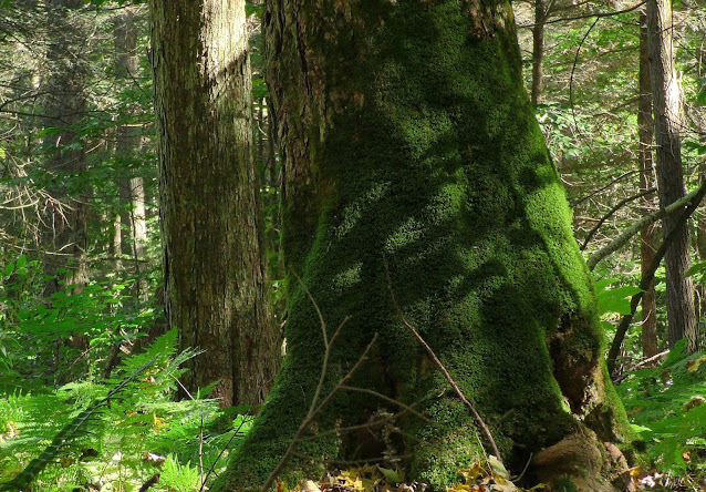 Moss-covered Old-Growth Sugar Maple