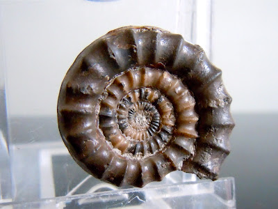 Fossil Ammonite: Echioceras raricostatum