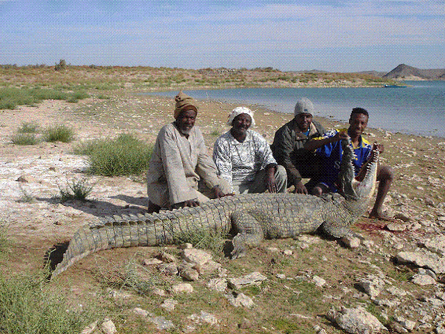 Hunting Crocodile in Lake Nasser in Aswan