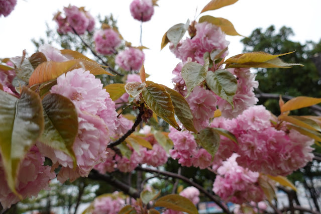 鳥取県境港市竹内団地 夢みなと公園 ヤエザクラ（八重桜）