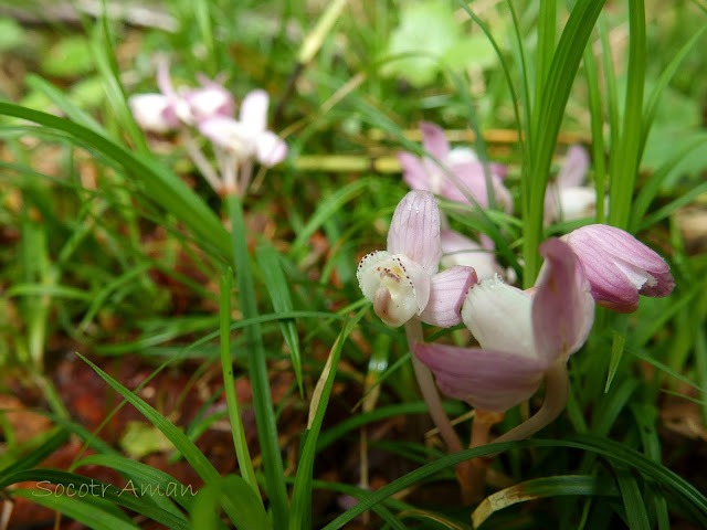 Yoania japonica