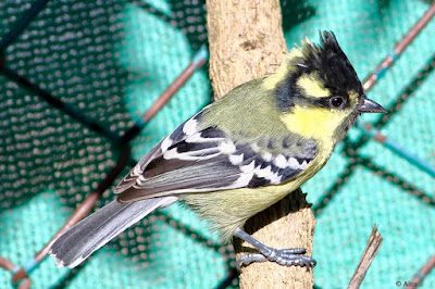 Indian Yellow Tit  Resident. Common.