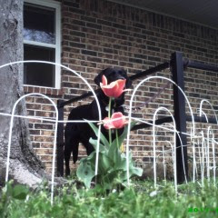 black Lab puppy hides in tulips