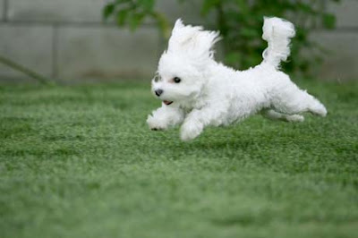 Puppy Dog Training