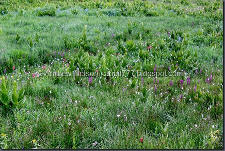 IMG_5118 - Copy