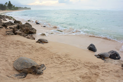 Circle Oahu Tour