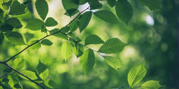 Spending time in greenery can reduce the risk of stroke