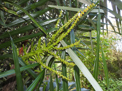 山棕的雌花序