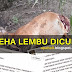 Peha Lembu Dicuri Disyaki Untuk DiJual (4 Gambar)