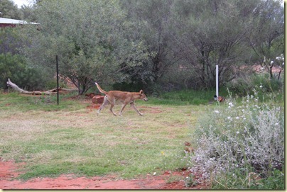 Dingo's, just wandering around