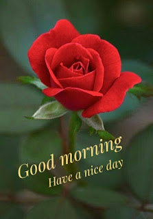 good morning images flower red