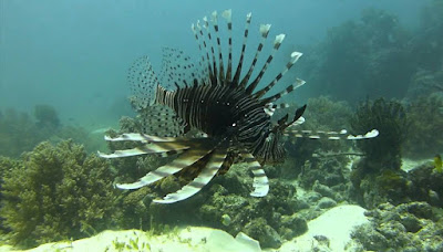 lionfish