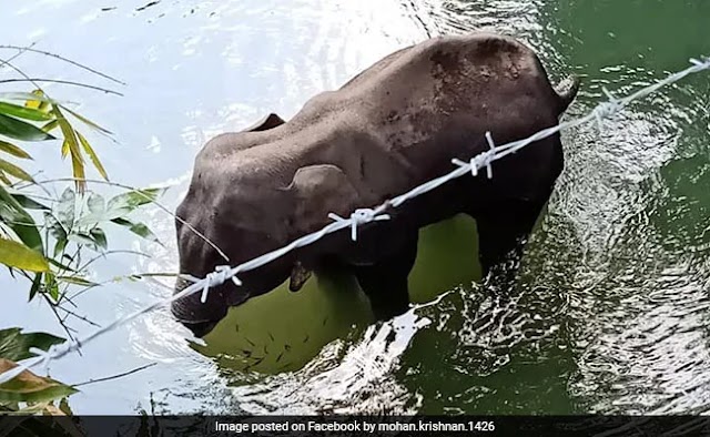 Pregnant Elephant Ate Pineapple Stuffed With Crackers In Kerala