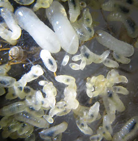 Eggs, and larvae of the weaver ant Oecophylla smaragdina in various stages of growth