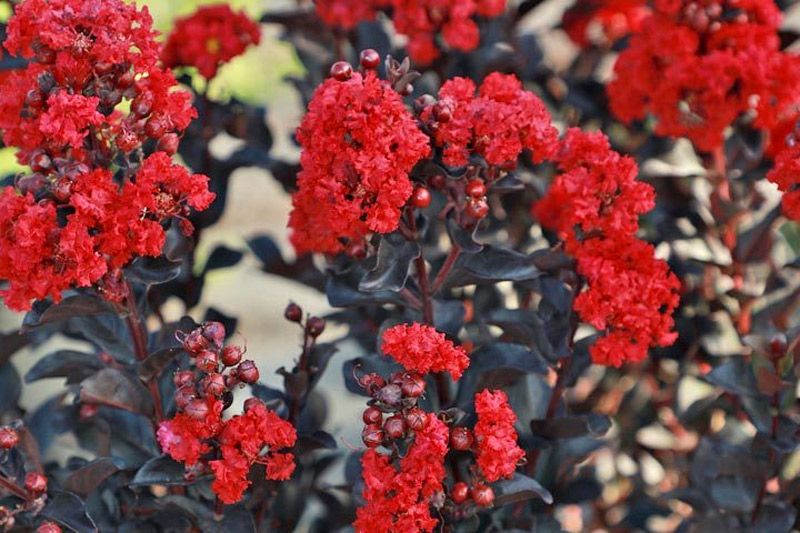 10 Shrubs to Plant for Seasonal Color in Your Garden