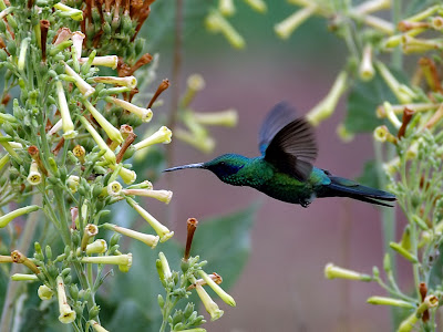 Flying Colibri Wallpaper