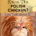 Polish chickens: Should you raise them?