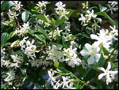 confed jasmine