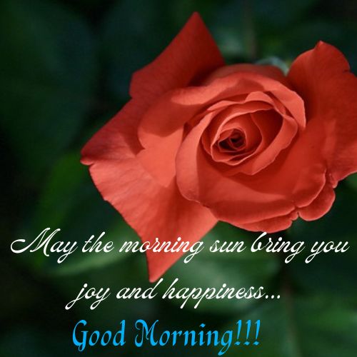 Red Roses Good Morning Images with Wishes and Blessings